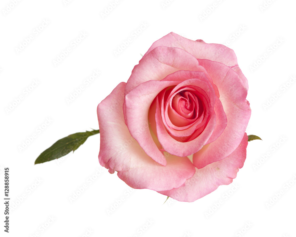 Fototapeta premium gentle pink rose isolated