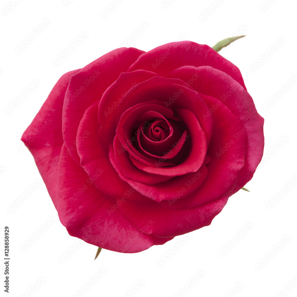 Fototapeta premium bright magenta rose