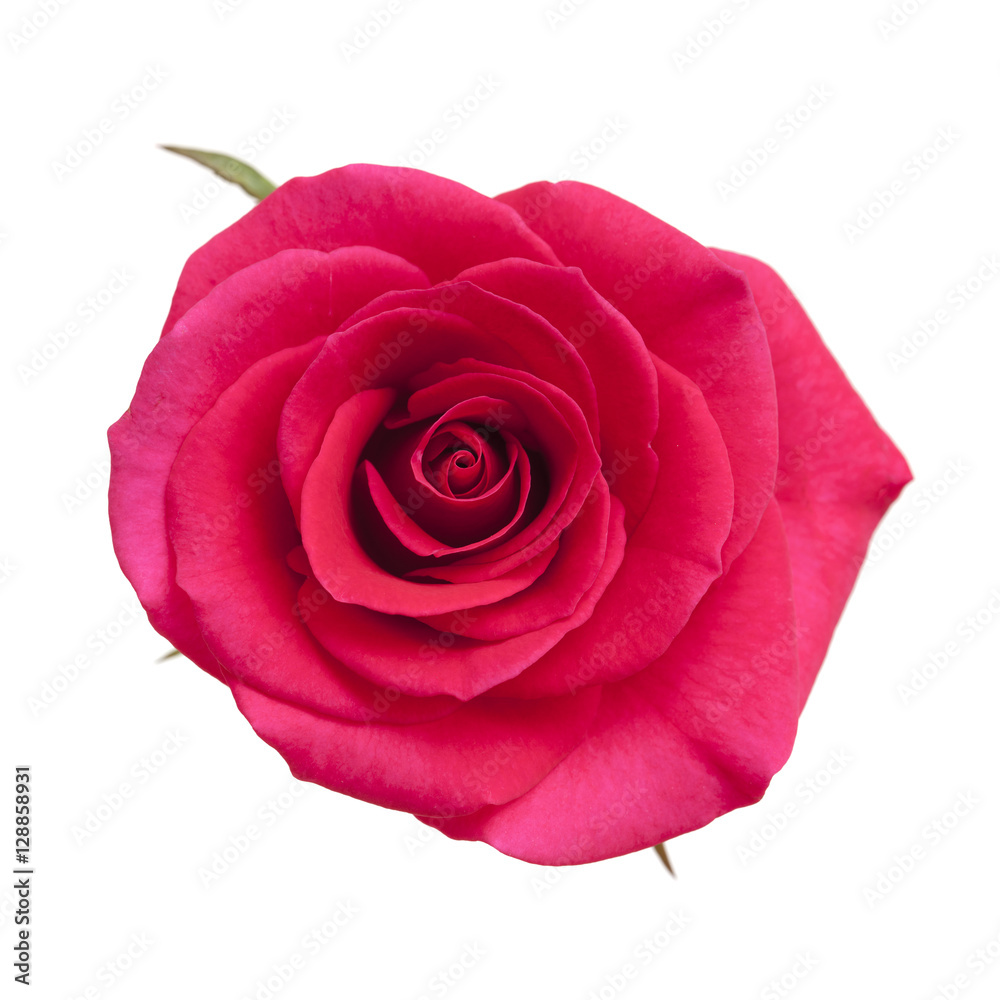 Fototapeta premium bright magenta rose