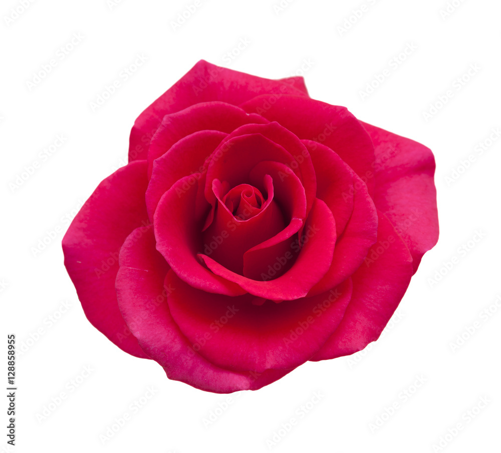 Fototapeta premium bright magenta rose