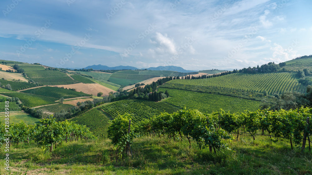 Landscape with vineyards in Tuscany Landscape with vineyards in Tuscany