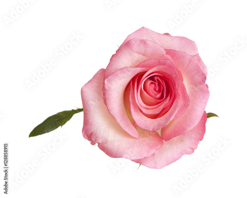 Fototapeta Naklejka Na Ścianę i Meble -  gentle pink rose isolated