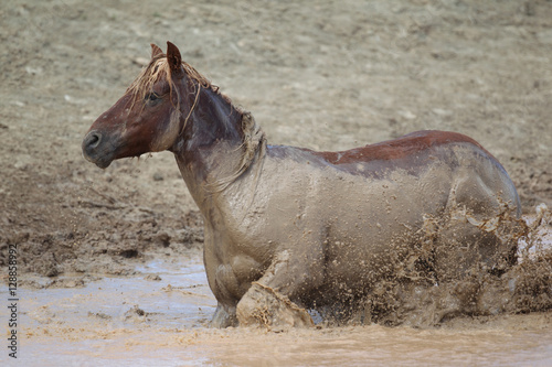 Wild Mustangs of McCullough Peaks Wyoming photo