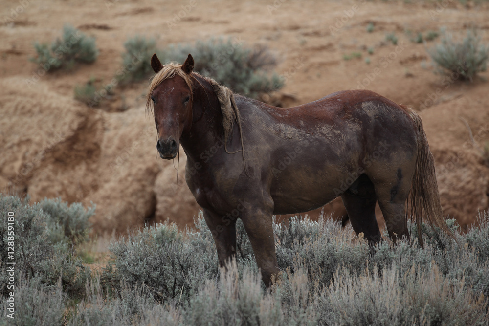Obraz premium Wild Mustangs of McCullough Peaks Wyoming