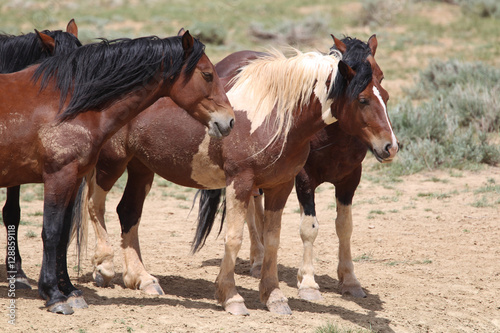 Wild Mustangs of McCullough Peaks Wyoming