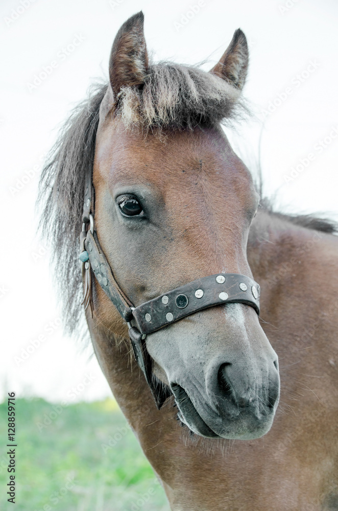 Obraz premium portrait of the small bodied, greek, Skyrian horse ( one of the rarest horse breeds in the world) isolated on a white
