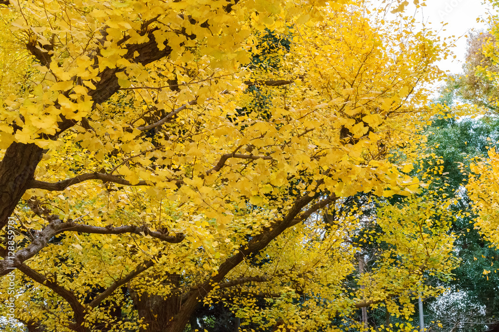 A big ginkgo tree with many autumn ginkgo yellow leaves in a big snow day. Photoed in The University of Tokyo, Japan. A big ginkgo tree with many autumn ginkgo yellow leaves in a big snow day. Photoed in The University of Tokyo, Japan.
