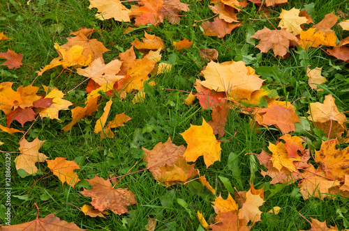 Background grass and maple fallen leaves.