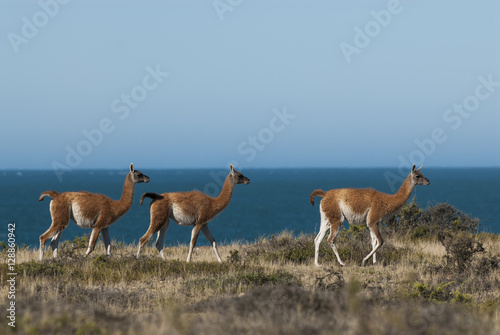 Guanaco, Patagonia, Argentina