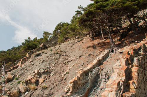 фотографія The trees growing on the slope of the rock. Russia.