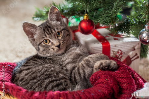 Christmas gifts and kitten under the tree