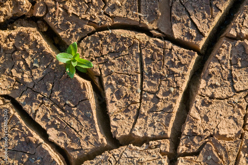Natural texture. Lonely green sprout in desert on soil which has