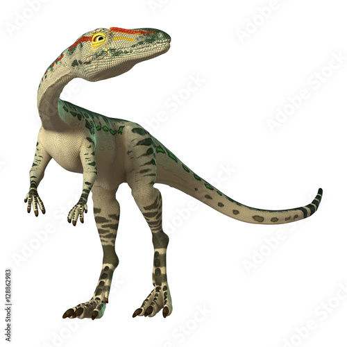 3D Rendering Dinosaur Coelophysis on White photo