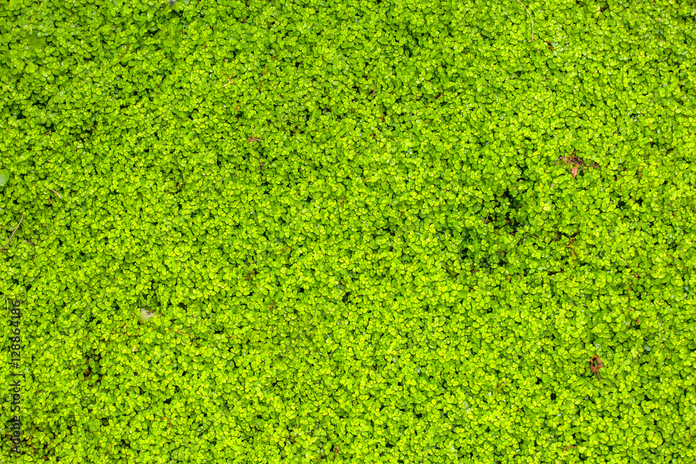 Green plant background Green plant background