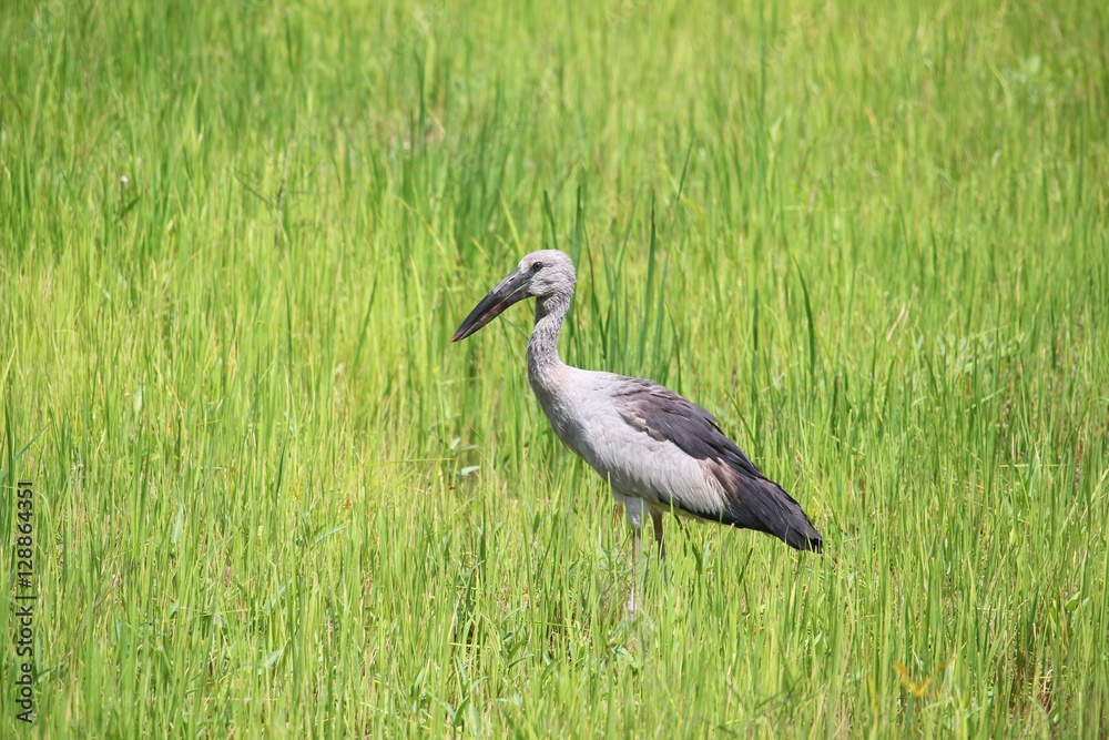 Fototapeta premium Stork select focus with shallow depth of field, in green cornfie