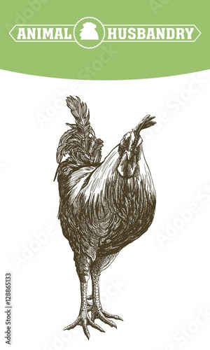 chicken breeding. animal husbandry. livestock