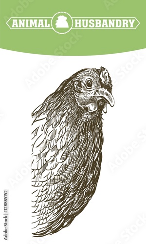 chicken breeding. animal husbandry. livestock