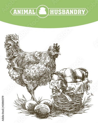 chicken breeding. animal husbandry. livestock