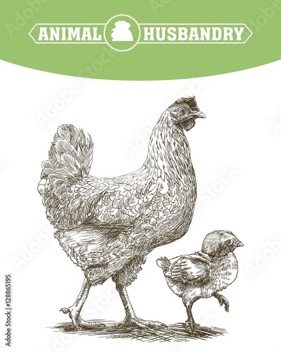 chicken breeding. animal husbandry. livestock