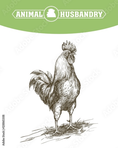 chicken breeding. animal husbandry. livestock