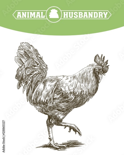 chicken breeding. animal husbandry. livestock