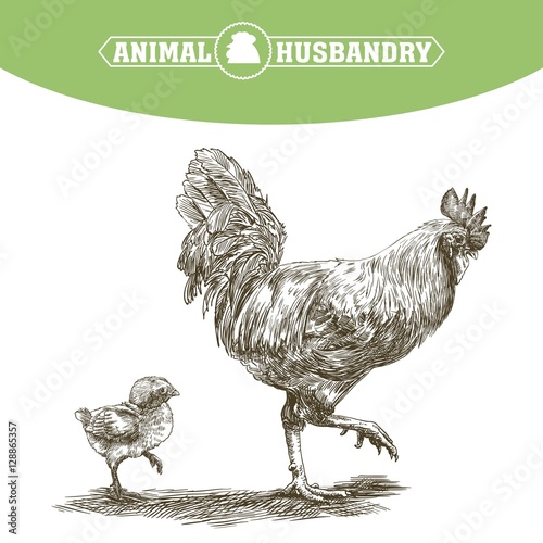 chicken breeding. animal husbandry. livestock