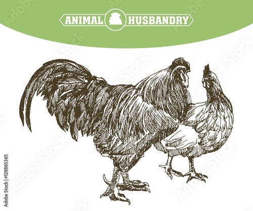 chicken breeding. animal husbandry. livestock