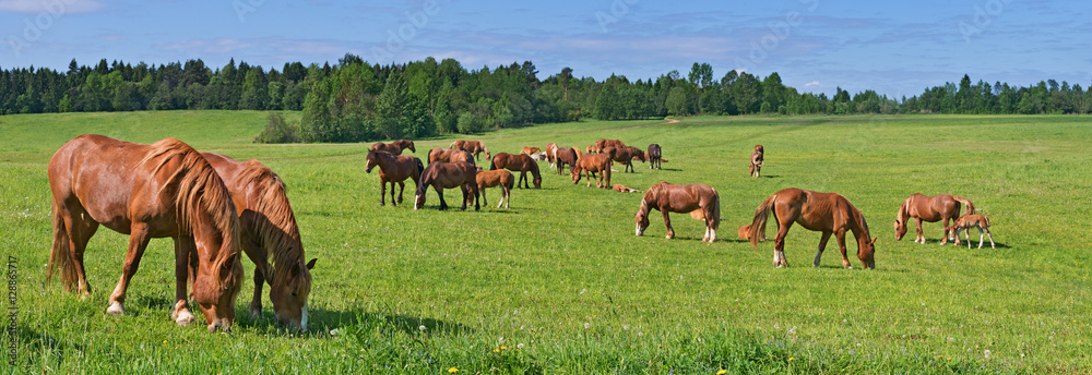 The Russian trotters herd in pasture. - obrazy, fototapety, plakaty 