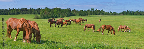 The Russian trotters herd in pasture.
