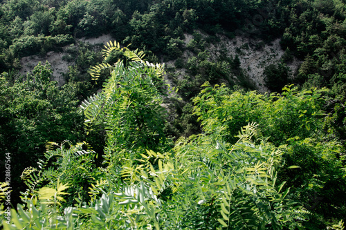 Trees, shrubs, herbs in the mountains. Russia, Gelendzhik.