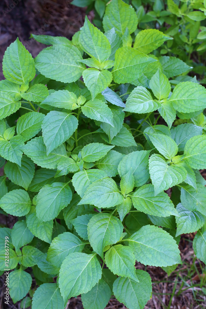 Tree Basil plant (Shrubby basil, Ocimum gratissimum) Tree Basil plant (Shrubby basil, Ocimum gratissimum)