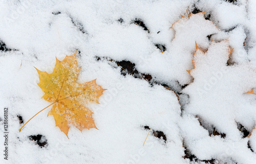 Bright maple leaf just fallen on the first snow.