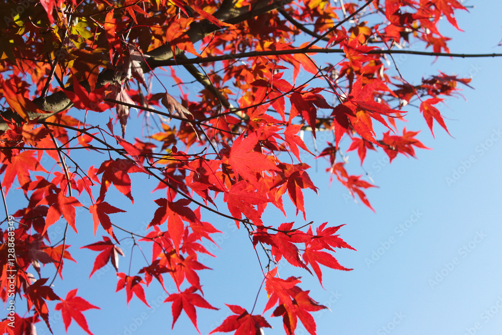 Rote Ahornblätter im Herbst vor blauem Himmel Rote Ahornblätter im Herbst vor blauem Himmel