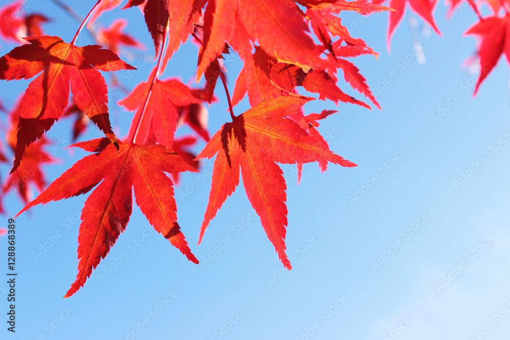 Rote Ahornblätter im Herbst vor blauem Himmel Rote Ahornblätter im Herbst vor blauem Himmel