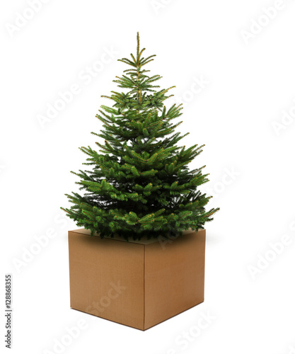 Tannenbaum auf Karton