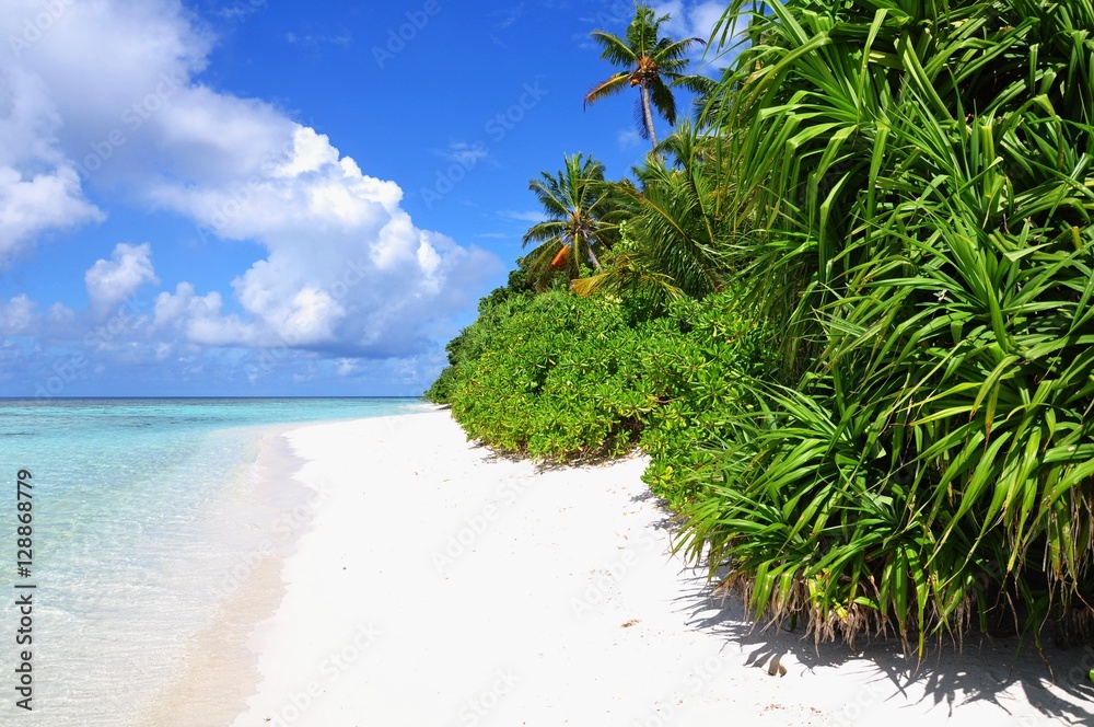 Tropical beach with palm trees, Thinadhoo island, Vaavu Atoll, Maldives Tropical beach with palm trees, Thinadhoo island, Vaavu Atoll, Maldives