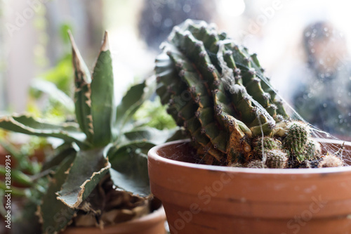Potted Cactus Bokeh
