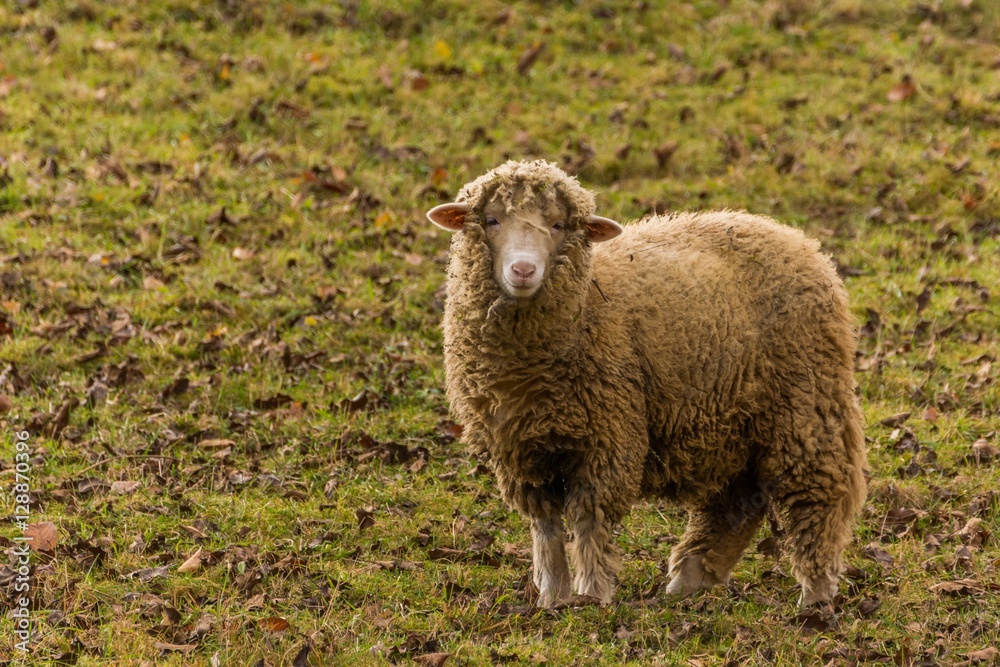 Sheep Attending Photo Session in Late Autumn