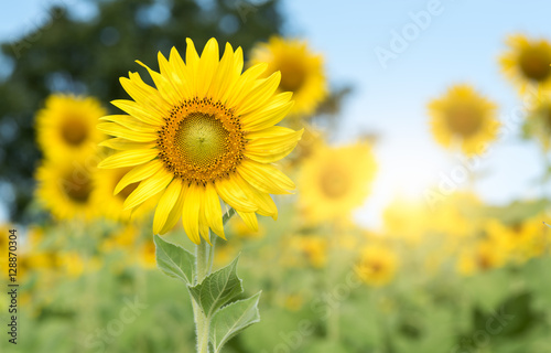 sunflower flower on blue sky background