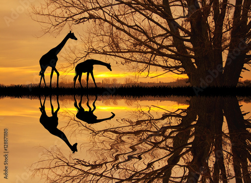 giraffe in African landscape