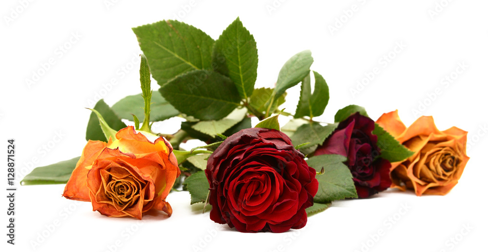 Naklejka premium Close-up of dark red rose flower with three other blooms
