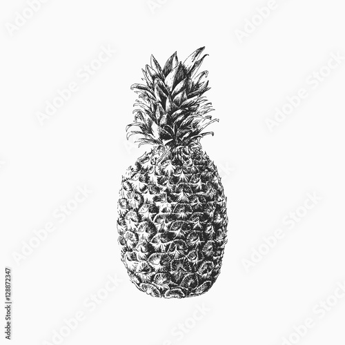 Hand drawn vector pineapple illustration