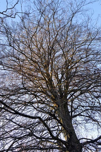 Old oak with leafless branches © Demande Philippe