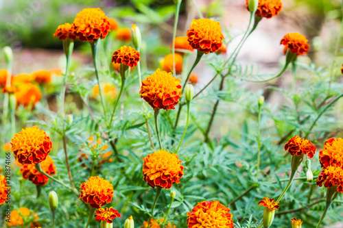 Marigold flowers  Yellow marigold flowers in the garden  Yellow