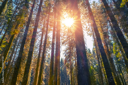 Pine trees in the forest with sun