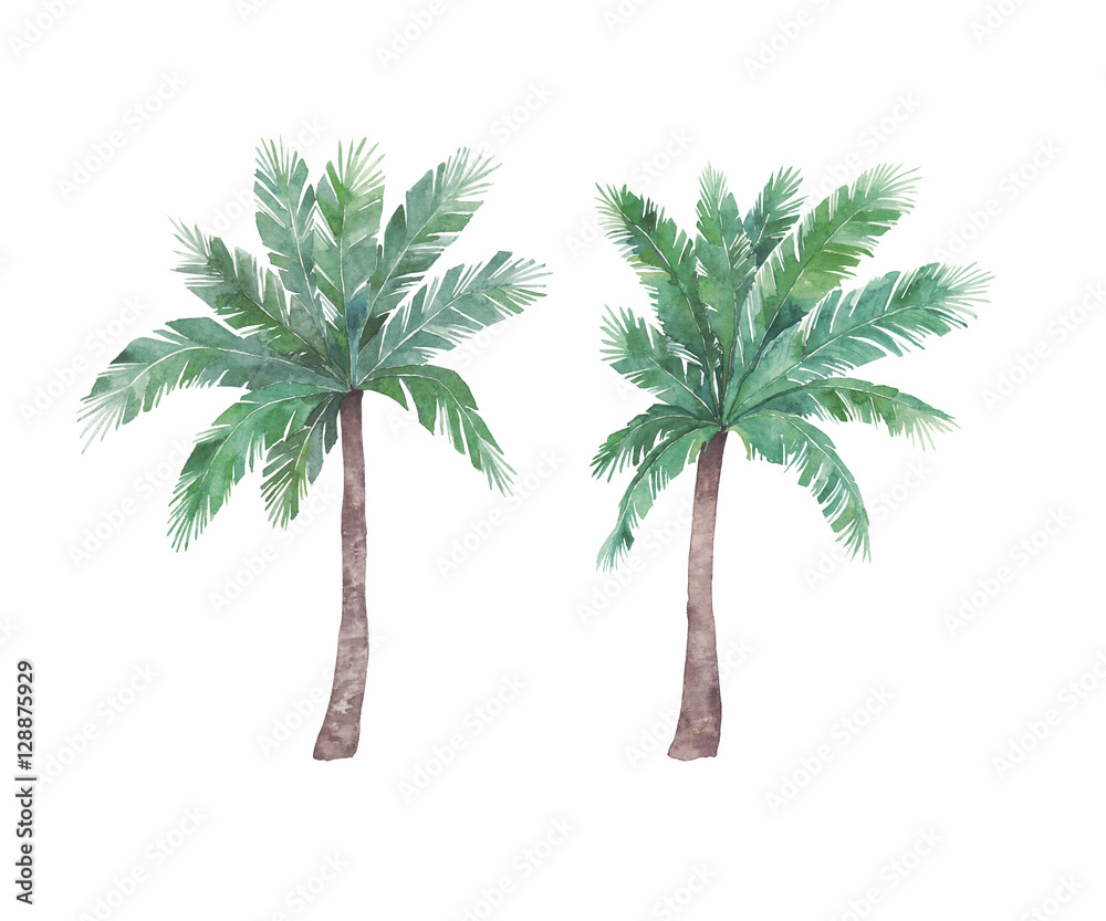 Naklejka premium Watercolor isolated palm tree