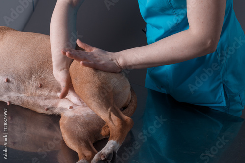 Canvas Print dog massage pampered