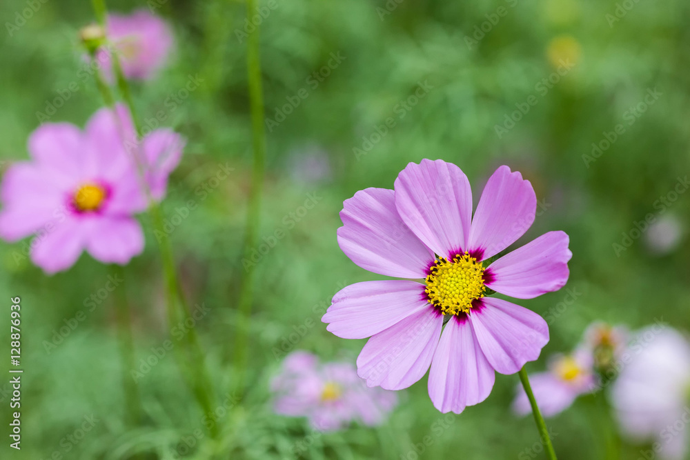 pretty pink cosmos flower in the green garden background pretty pink cosmos flower in the green garden background