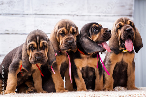 Beautiful puppies Bloodhound on a light background photo