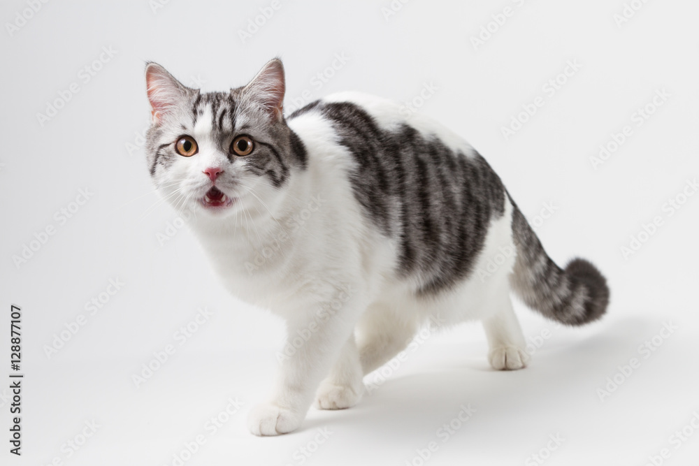 Obraz premium Scottish Straight cat bi-color, spotted, staying four legs against white background, 6 months old. 